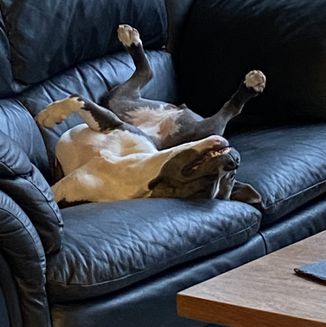 Nytt blogginlägg - En lärdomsresa med hund i Europa